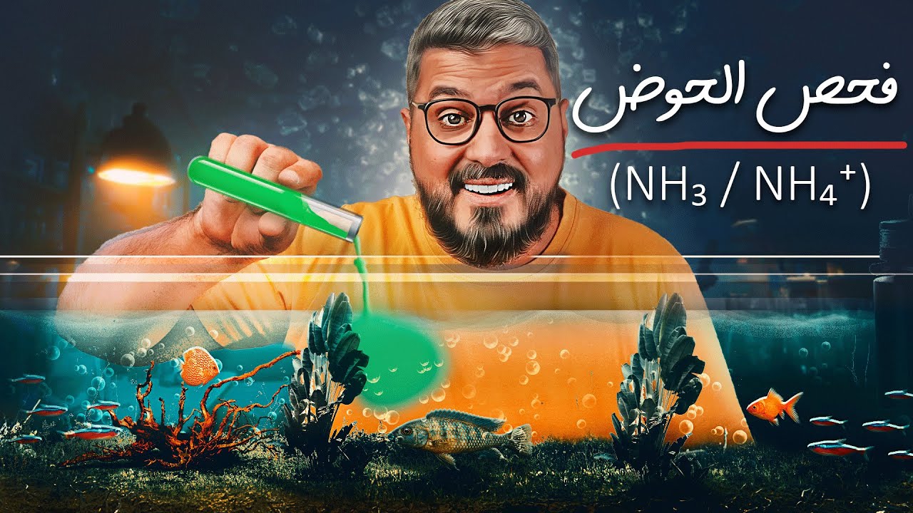 فحوصات حوض السمك الأساسية للمبتدئين